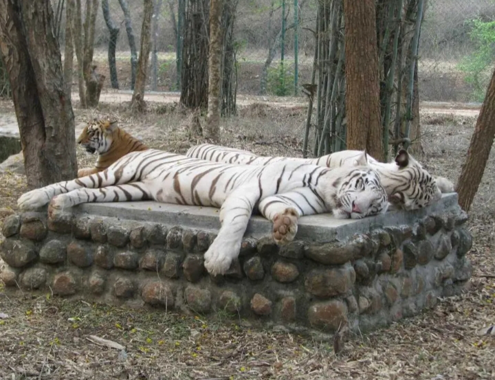 Bannerughatta Biological Park