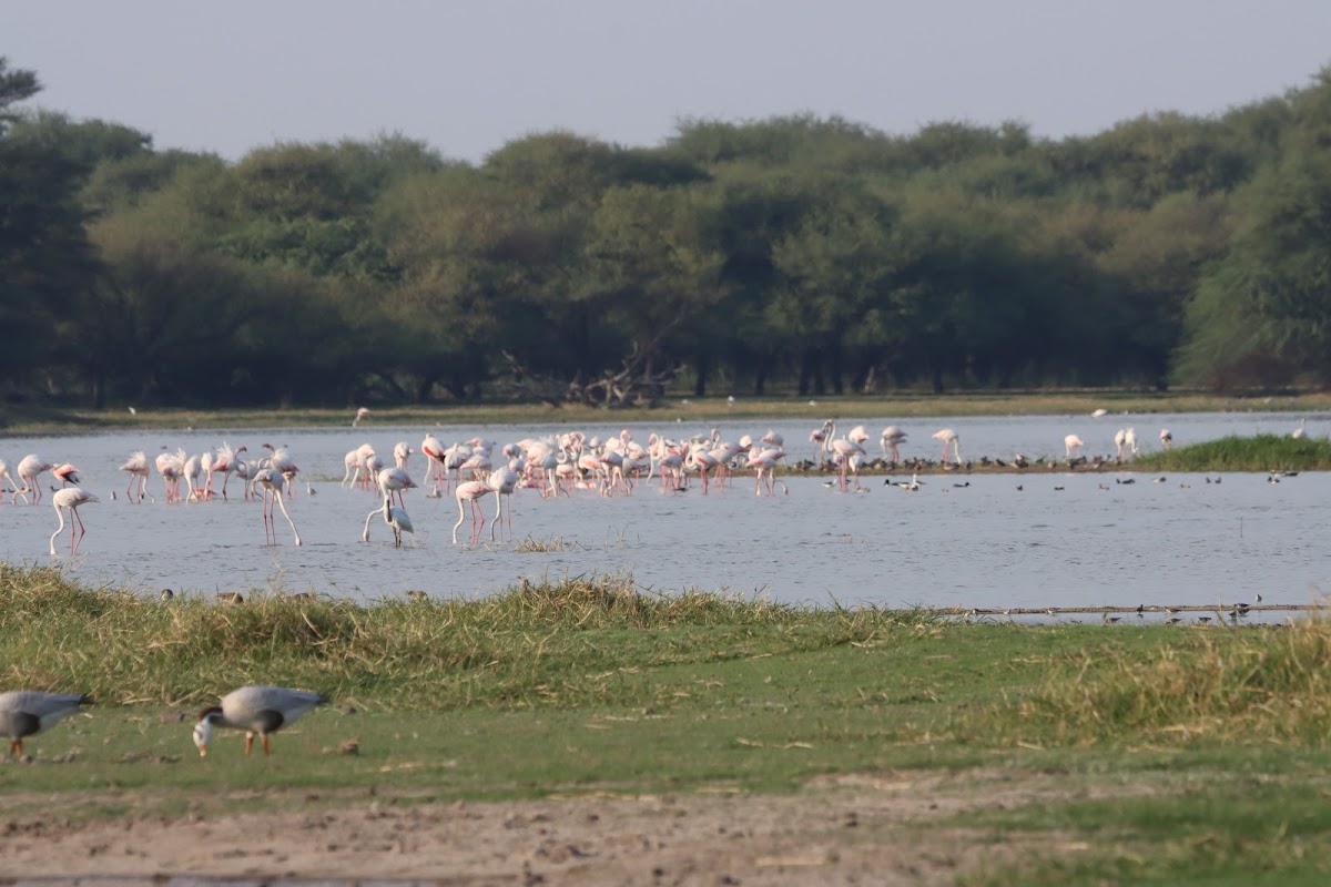 Thol Bird Sanctuary 1