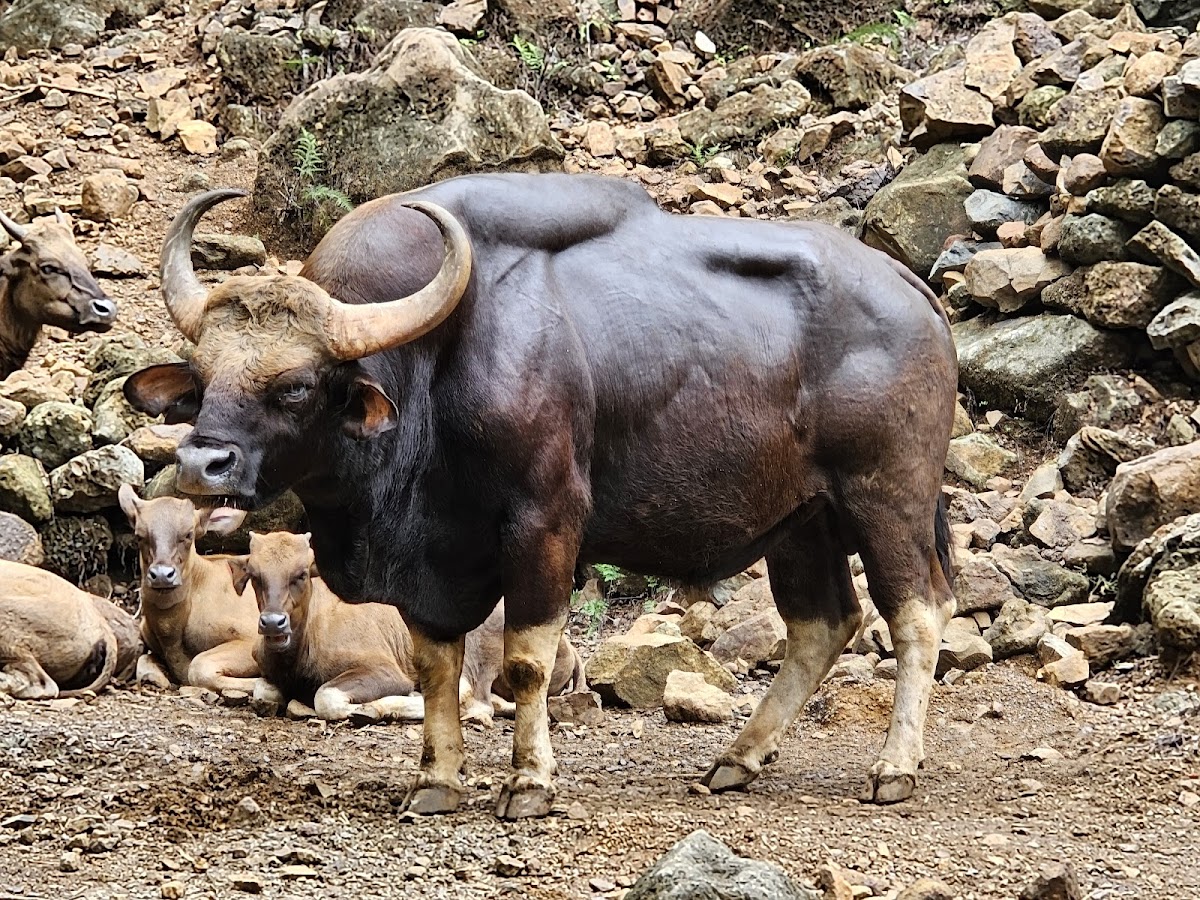 Bondla Wildlife Sanctuary