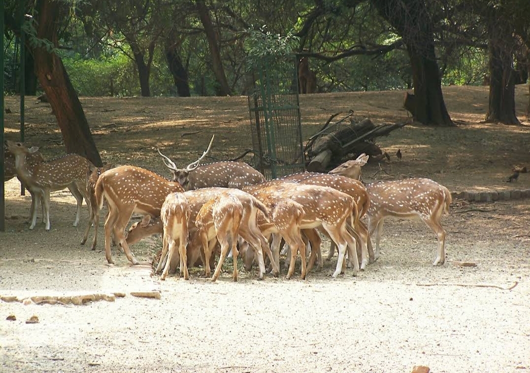 Sarnath Deer Park
