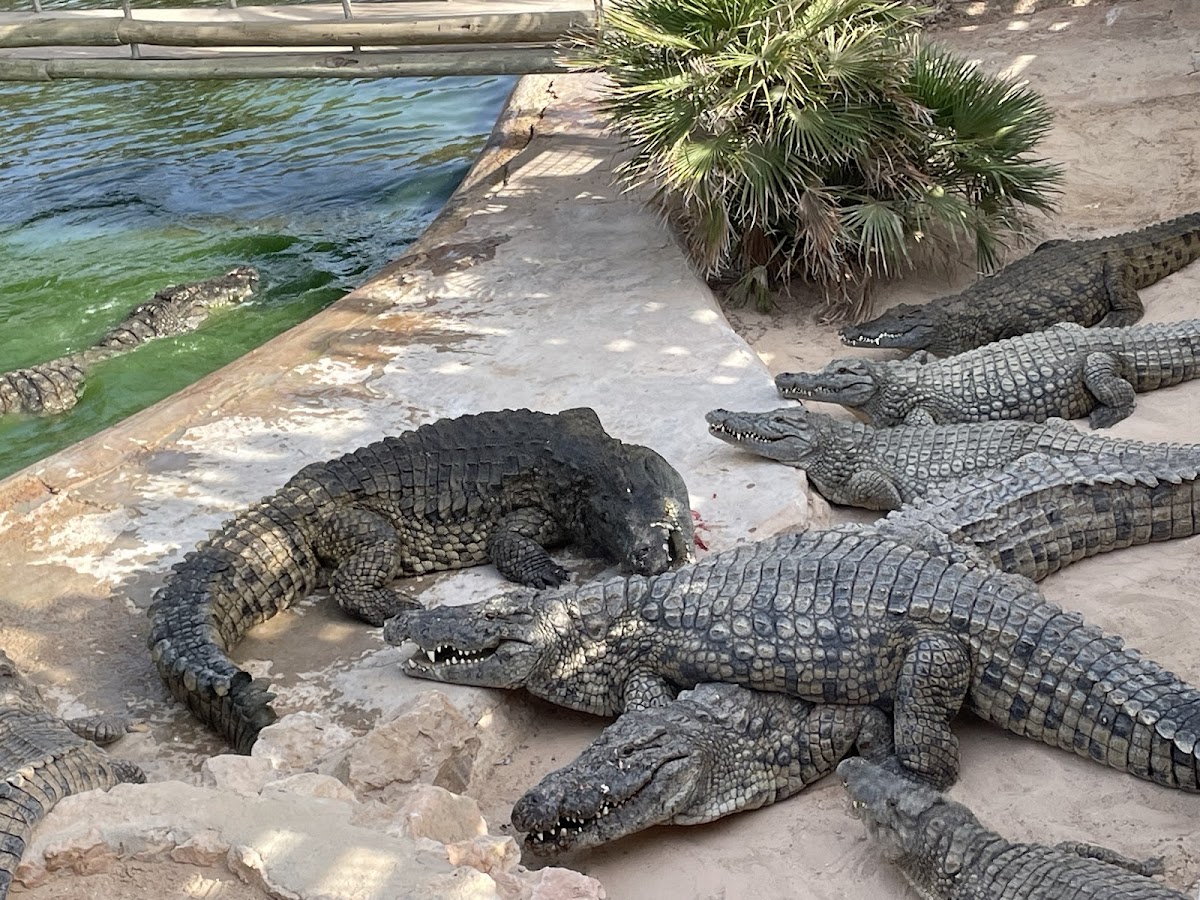 Djerba Crocodile Farm 1